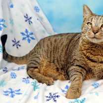 Thumbnail photo of Judah #2