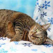 Thumbnail photo of Judah #3