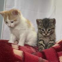 Thumbnail photo of Butters #3