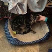 Thumbnail photo of David #4