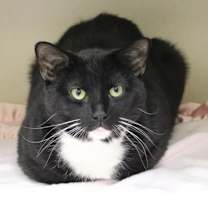 Thumbnail photo of Oreo #1