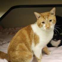 Thumbnail photo of Oreo #2