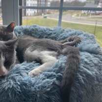 Thumbnail photo of Glenda - Available in Foster #1