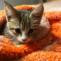 Thumbnail photo of Carol #2