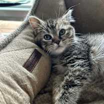 Thumbnail photo of Meowgaret #1