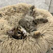 Thumbnail photo of Meowgaret #4