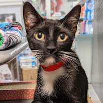 Thumbnail photo of Vivian #2