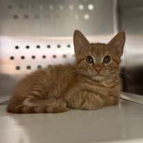 Thumbnail photo of Shay #1