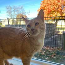 Thumbnail photo of Puddin #3