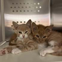 Thumbnail photo of Shay #2