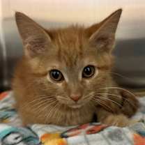 Thumbnail photo of Shay #3