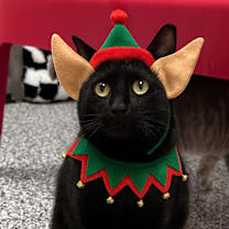 Thumbnail photo of Peaky #1