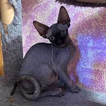 Thumbnail photo of Bluey #1