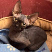 Thumbnail photo of Bluey #2