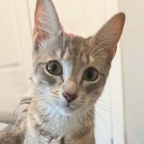 Thumbnail photo of Honey #3