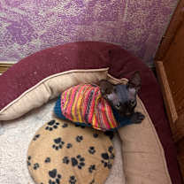 Thumbnail photo of Bluey #3