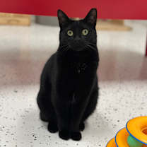 Thumbnail photo of Peaky #3