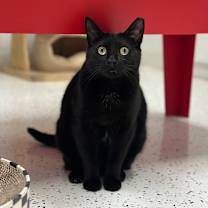 Thumbnail photo of Peaky #4