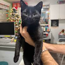 Thumbnail photo of Cinnamon Bun #2