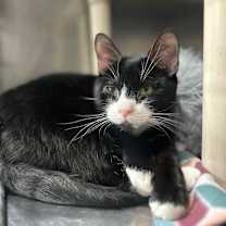 Thumbnail photo of Luna #1