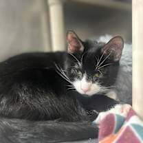 Thumbnail photo of Luna #2