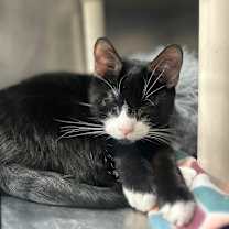 Thumbnail photo of Luna #3