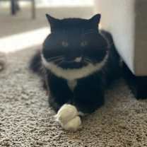 Thumbnail photo of Chiki #3