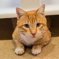 Thumbnail photo of Jasper #1