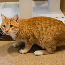 Thumbnail photo of Jasper #2