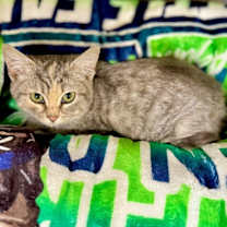 Thumbnail photo of Amari #3