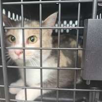 Thumbnail photo of Sage #1