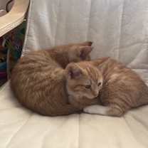 Thumbnail photo of Lil' White Paw #2