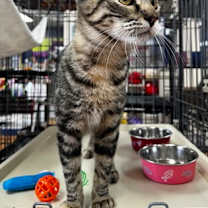 Thumbnail photo of Aunt Lydia #2