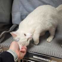 Thumbnail photo of Igloo #2