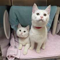 Thumbnail photo of Iceberg #3