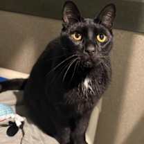 Thumbnail photo of Panther #1