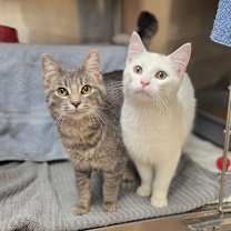 Thumbnail photo of Igloo #3