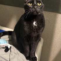 Thumbnail photo of Panther #3