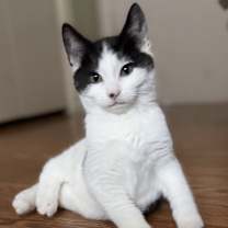 Thumbnail photo of Igorrr #1