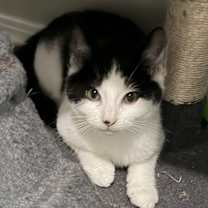 Thumbnail photo of Igorrr #2