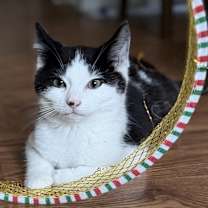 Thumbnail photo of Igorrr #3