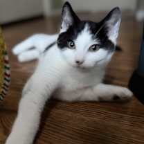 Thumbnail photo of Igorrr #4