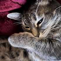 Thumbnail photo of Shadow #3