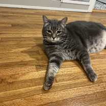 Thumbnail photo of Shadow #4