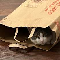 Thumbnail photo of Bonanza #2