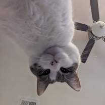 Thumbnail photo of Bonanza #4