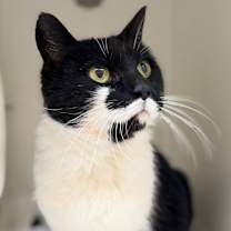 Thumbnail photo of Mustang #1