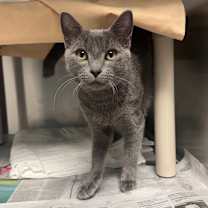 Thumbnail photo of Stanley #1