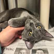 Thumbnail photo of Stanley #2