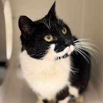 Thumbnail photo of Mustang #3